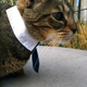 Image for article titled Caturday Night Special: Reader Kitties Are Surly & Sweet